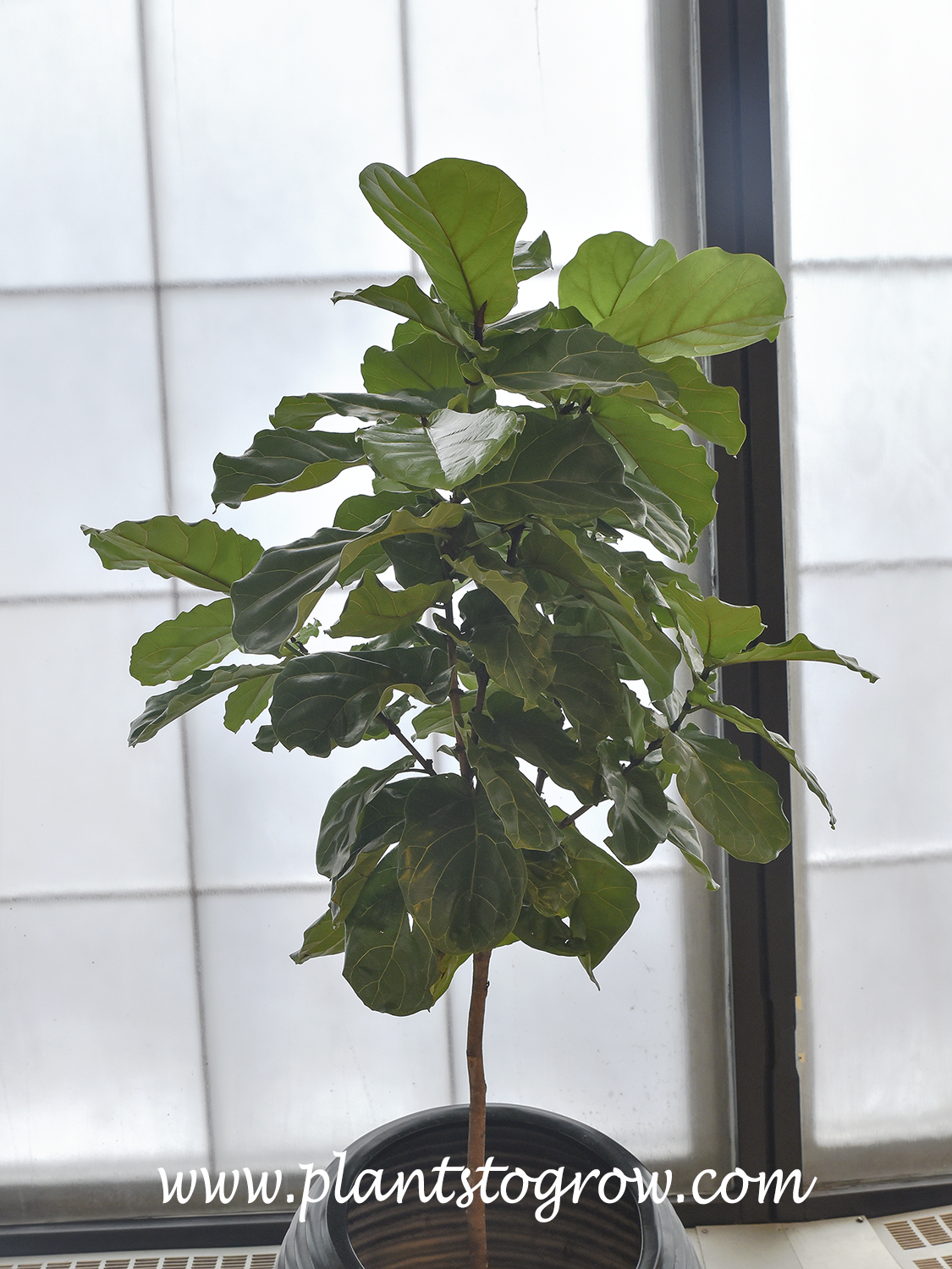 Fiddle Leaf Fig (Ficus lyrata)